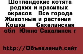 Шотландские котята редких и красивых  окрасов - Все города Животные и растения » Кошки   . Сахалинская обл.,Южно-Сахалинск г.